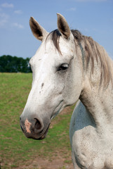 Fototapeta na wymiar Portrait of a white horse