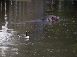 Hippo and Goose 