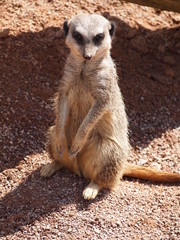 Meerkat