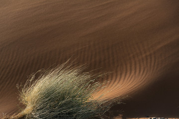 views of the vegetation in the desert