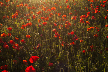 Fototapeta premium Vivid poppy field