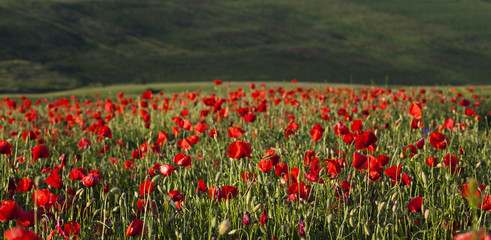 Vivid poppy field