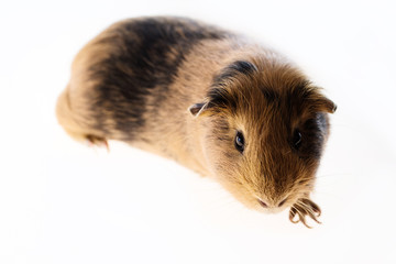 Red guinea pig
