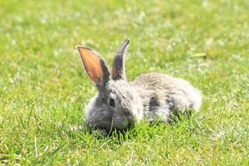 Gray rabbit