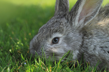 Gray rabbit