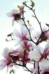Obraz na płótnie Canvas Magnolia tree
