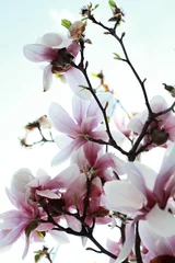 Photo sur Plexiglas Magnolia Magnolia