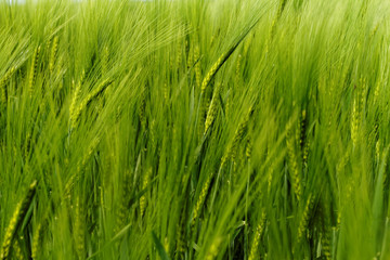 Fototapeta na wymiar Green wheat