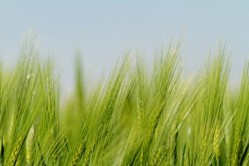 Green wheat