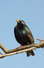 Starling on a branch