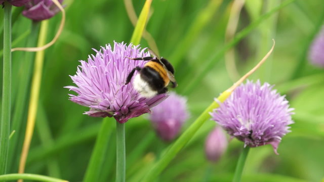Busy bees on flowers in the garden