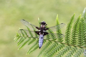 Broad-bodied chaser, Libellula depressa