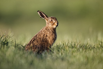 Brown hare, Lepus europaeus