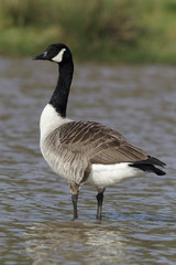 Canada goose, Branta canadensis