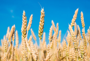 ripe wheat