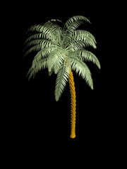 Palm tree in the dark
