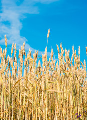 Fototapeta premium ripe wheat