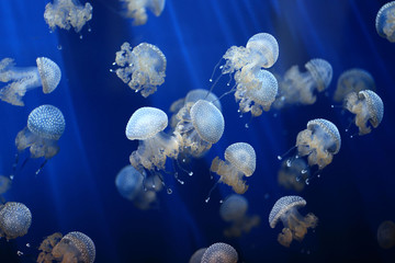 jellyfish background