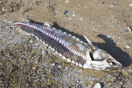 Dead sturgeon on the sandy beach, the Caspian Sea
