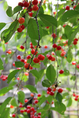 Obraz premium Ripe cherries on a tree branch