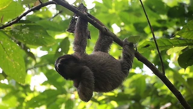 Young sloth hanging from a branch