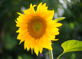 Fototapeta premium sunflowers