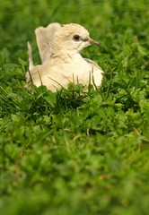 Collared Dove in the grass