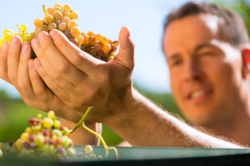 Winzer arbeiten mit Weinpresse