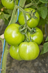 tomato (love aple)