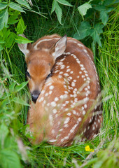 Fawn
