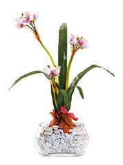 Narcissus flower in glass vase