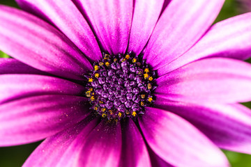 Fototapeta premium Magenta flower