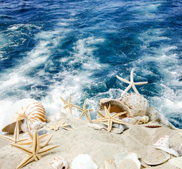 Fototapeta na wymiar Przerwa: muszle i rozgwiazdy na morzu