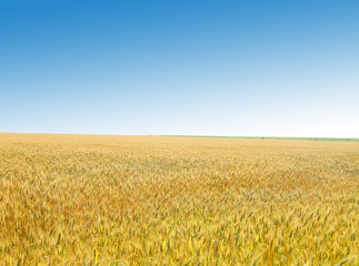 Golden wheat field against the sky