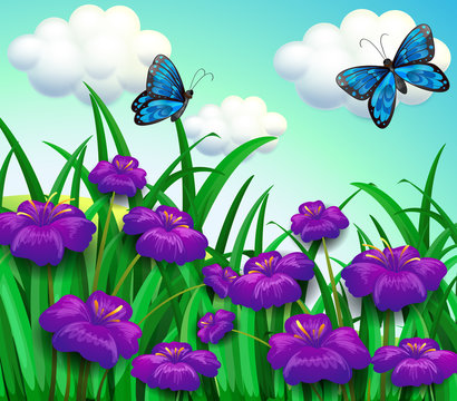Two blue butterflies at the garden with violet flowers