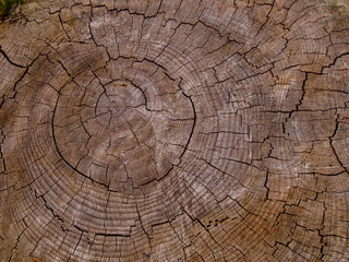 Fototapeta premium Stump texture