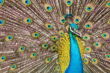 Fototapeta na wymiar Peacock feathers