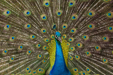 Peacock feathers