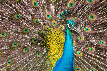 Obraz na płótnie Canvas Peacock feathers