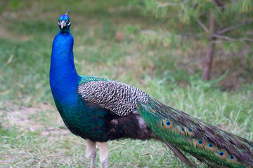 Fototapeta premium Male Indian peafowl in the forest