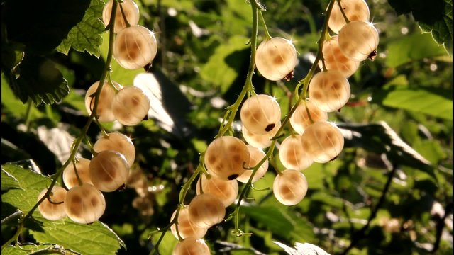 White Currant