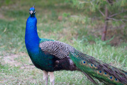 Male Indian peafowl in the forest