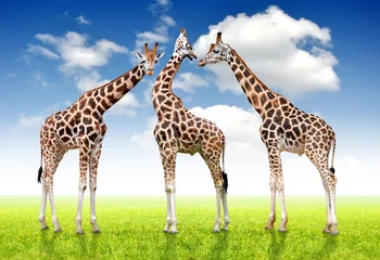 Photo sur Plexiglas Girafe troupeau de girafes
