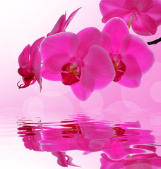 Obraz na płótnie Canvas Purple orchid - close up with shallow DOF