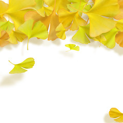 イチョウ　紅葉のフレーム　秋