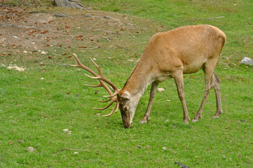 Male deer on the meadow