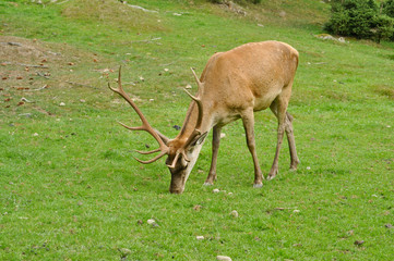 Male deer on the meadow