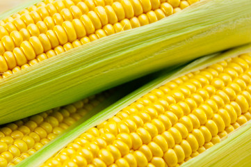 トウモロコシ