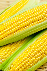 トウモロコシ
