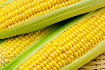 トウモロコシ